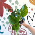 Epipremnum aureum 'Marble Green' - Marble Green Pothos - Sprouts of Bristol