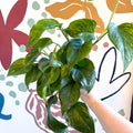 Epipremnum aureum 'Marble Green' - Marble Green Pothos - Sprouts of Bristol