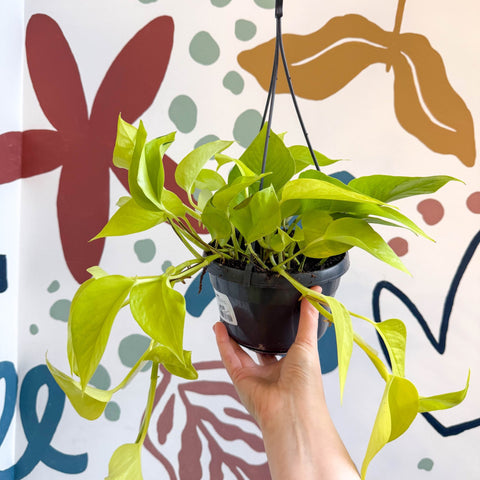Epipremnum aureum 'Neon' - Neon Pothos - Sprouts of Bristol