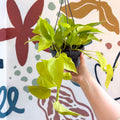 Epipremnum aureum 'Neon' - Neon Pothos - Sprouts of Bristol