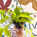 Epipremnum aureum 'Neon' - Neon Pothos - Sprouts of Bristol
