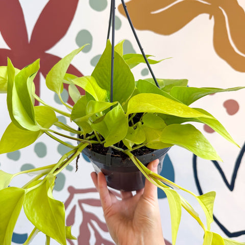 Epipremnum aureum 'Neon' - Neon Pothos - Sprouts of Bristol