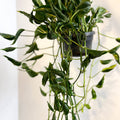 Epipremnum aureum ‘Shangri La’ - Sprouts of Bristol