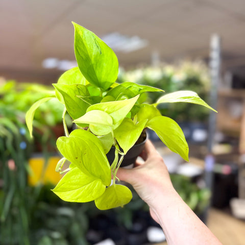 Epipremnum ‘Champs Elysees’ - Sprouts of Bristol