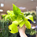 Epipremnum ‘Champs Elysees’ - Sprouts of Bristol