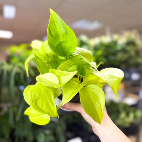 Epipremnum ‘Champs Elysees’ - Sprouts of Bristol