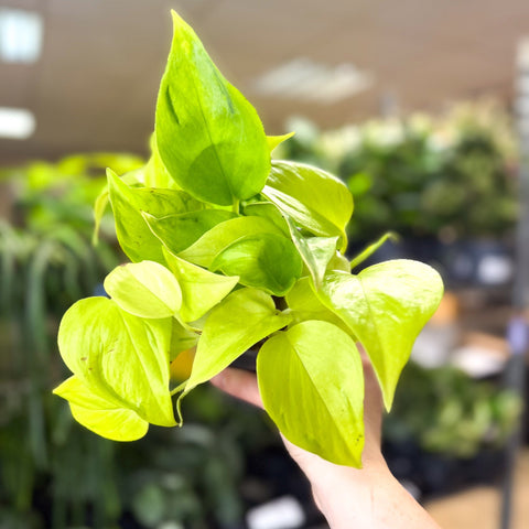 Epipremnum ‘Champs Elysees’ - Sprouts of Bristol