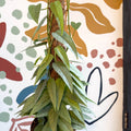 Epipremnum pinnatum ‘Cebu Blue’ - Blue Pothos - Sprouts of Bristol