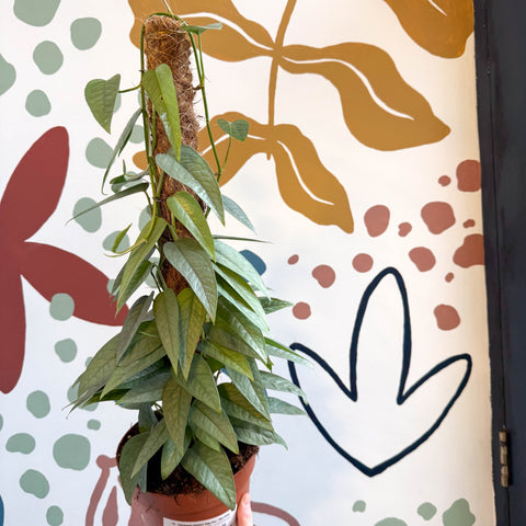 Epipremnum pinnatum ‘Cebu Blue’ - Blue Pothos - Sprouts of Bristol