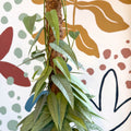Epipremnum pinnatum ‘Cebu Blue’ - Blue Pothos - Sprouts of Bristol