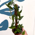 Epipremnum pinnatum 'Yellow Mint' - Sprouts of Bristol