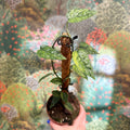 Epipremnum pinnatum 'Yellow Mint' - Sprouts of Bristol