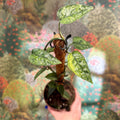Epipremnum pinnatum 'Yellow Mint' - Sprouts of Bristol