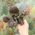 Episcia cupreata 'Brilliance' - Flame Violet - Sprouts of Bristol