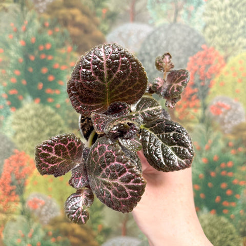 Episcia cupreata 'Brilliance' - Flame Violet - Sprouts of Bristol