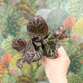 Episcia cupreata 'Brilliance' - Flame Violet - Sprouts of Bristol