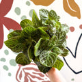 Episcia cupreata - Green Flame Violet - Sprouts of Bristol
