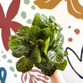 Episcia cupreata - Green Flame Violet - Sprouts of Bristol