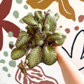 Episcia cupreata 'Harlequin' - Flame Violet - Sprouts of Bristol