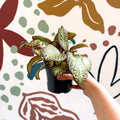 Episcia cupreata 'Harlequin' - Flame Violet - Sprouts of Bristol