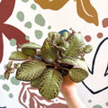 Episcia cupreata 'Harlequin' - Flame Violet - Sprouts of Bristol