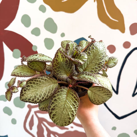 Episcia cupreata 'Harlequin' - Flame Violet - Sprouts of Bristol