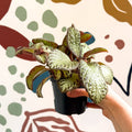 Episcia cupreata 'Harlequin' - Flame Violet - Sprouts of Bristol