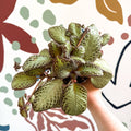 Episcia cupreata 'Harlequin' - Flame Violet - Sprouts of Bristol