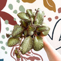 Episcia cupreata 'Harlequin' - Flame Violet - Sprouts of Bristol