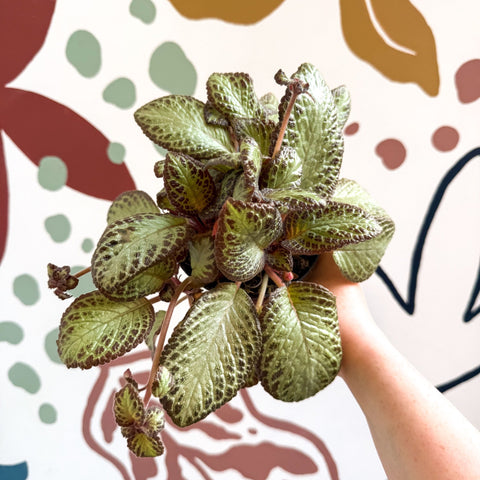 Episcia cupreata 'Harlequin' - Flame Violet - Sprouts of Bristol