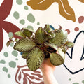 Episcia cupreata 'Harlequin' - Flame Violet - Sprouts of Bristol