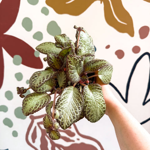 Episcia cupreata 'Harlequin' - Flame Violet - Sprouts of Bristol