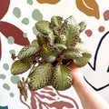 Episcia cupreata 'Harlequin' - Flame Violet - Sprouts of Bristol