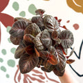 Episcia cupreata - Purple Flame Violet - Sprouts of Bristol