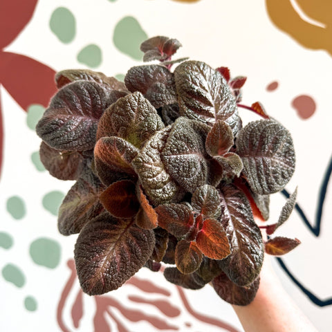 Episcia cupreata - Purple Flame Violet - Sprouts of Bristol