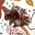 Episcia cupreata - Purple Flame Violet - Sprouts of Bristol