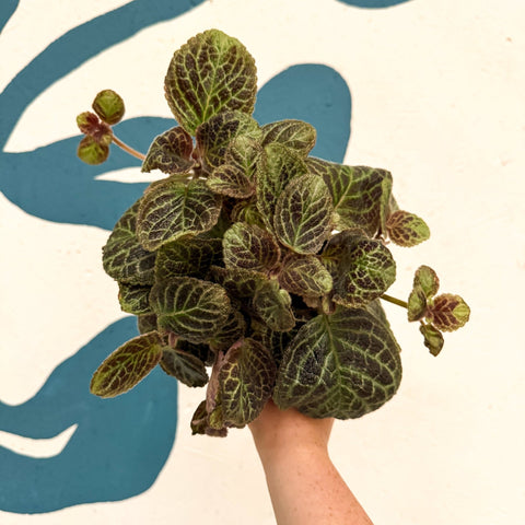 Episcia cupreata 'Shimmer' - Flame Violet - Sprouts of Bristol