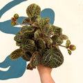 Episcia cupreata 'Shimmer' - Flame Violet - Sprouts of Bristol