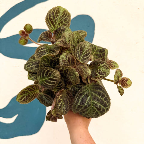 Episcia cupreata 'Shimmer' - Flame Violet - Sprouts of Bristol