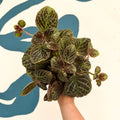 Episcia cupreata 'Shimmer' - Flame Violet - Sprouts of Bristol