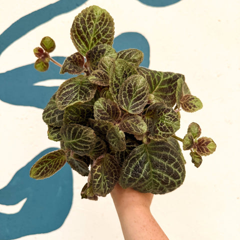 Episcia cupreata 'Shimmer' - Flame Violet - Sprouts of Bristol