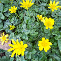 Eranthis hyemalis – Potted Winter Aconite Bulbs - Sprouts of Bristol
