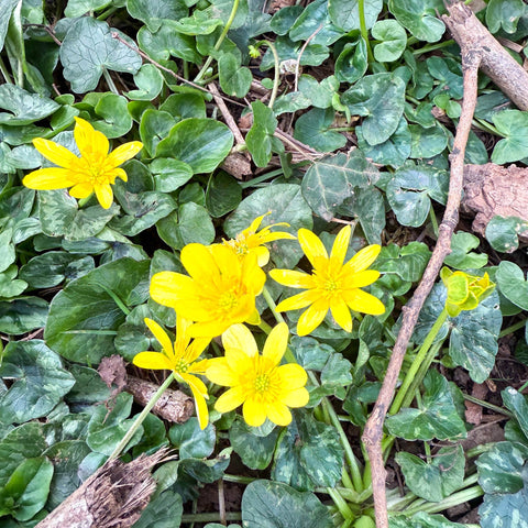 Eranthis hyemalis – Potted Winter Aconite Bulbs - Sprouts of Bristol