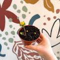 Eranthis hyemalis – Potted Winter Aconite Bulbs - Sprouts of Bristol