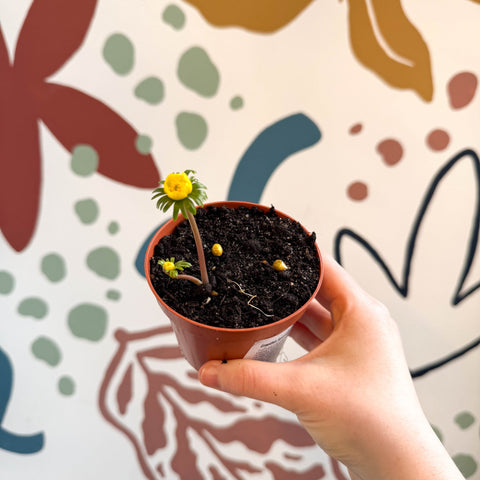 Eranthis hyemalis – Potted Winter Aconite Bulbs - Sprouts of Bristol