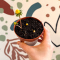 Eranthis hyemalis – Potted Winter Aconite Bulbs - Sprouts of Bristol