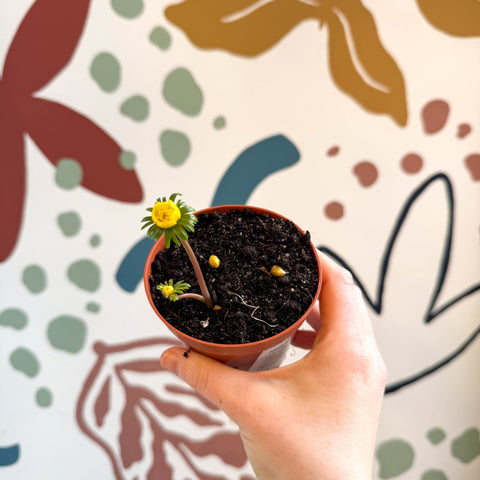 Eranthis hyemalis – Potted Winter Aconite Bulbs - Sprouts of Bristol