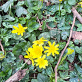 Eranthis hyemalis – Potted Winter Aconite Bulbs - Sprouts of Bristol