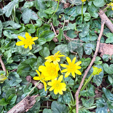 Eranthis hyemalis – Potted Winter Aconite Bulbs - Sprouts of Bristol
