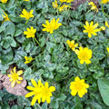 Eranthis hyemalis – Potted Winter Aconite Bulbs - Sprouts of Bristol